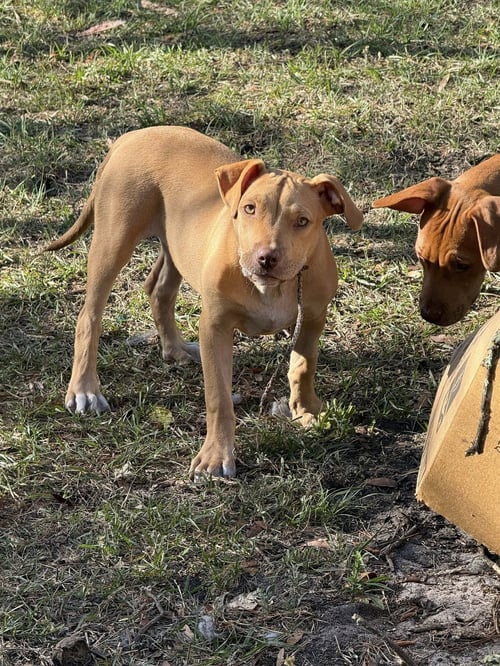 WILBUR - Unknown for adoption in Gainesville