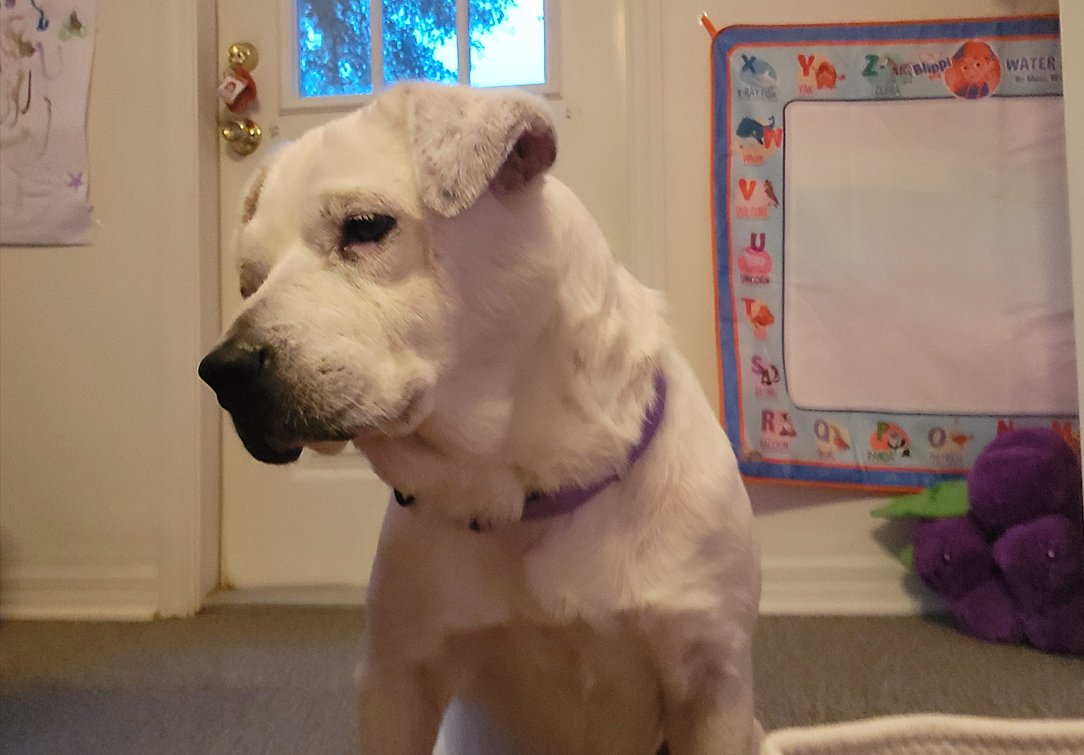 WAFFLES - Labrador Retriever available for adoption