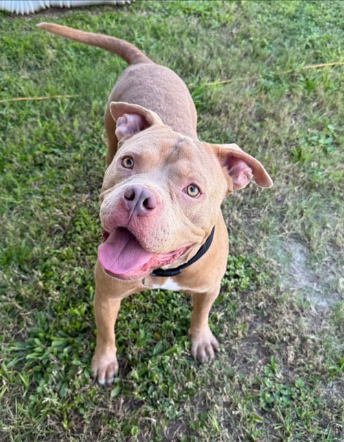 ROCKY II - Unknown available for adoption