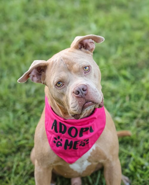ROCKY II - Unknown for adoption in Gainesville
