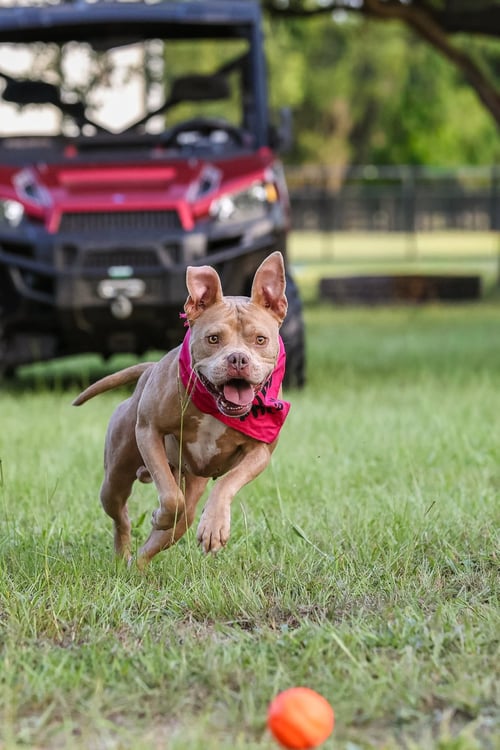 ROCKY II - Unknown available for adoption