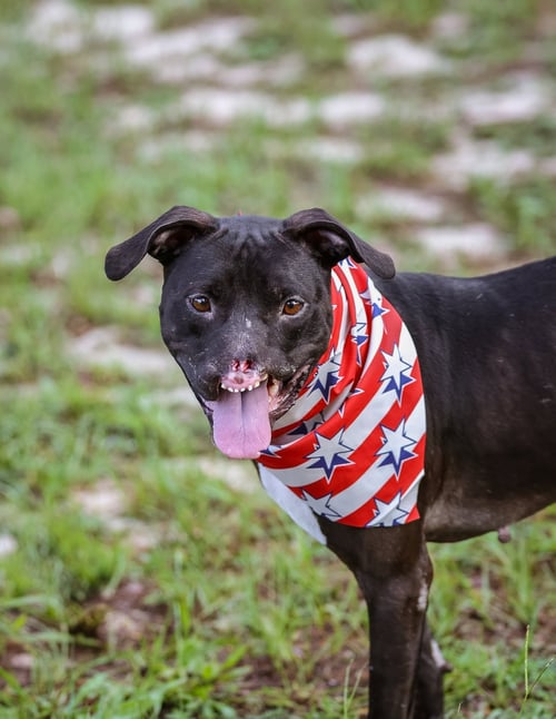 BINKS - Unknown for adoption in Gainesville