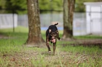 Binks - Photo 7