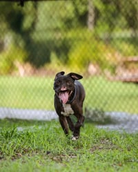 Binks - Photo 6