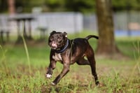 Binks - Photo 3