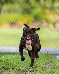 Binks - Photo 2