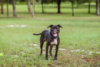 Binks - Photo 5
