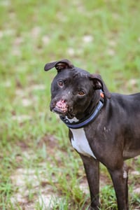 Binks - Photo 9