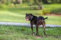 Binks - Photo 4
