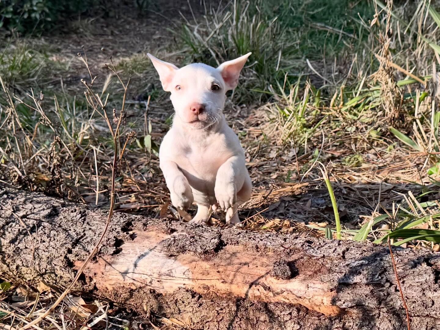 BISCOTTI - Unknown available for adoption
