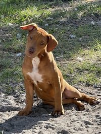 Hank - Photo 1