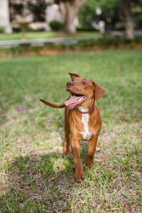 Hank - Photo 3