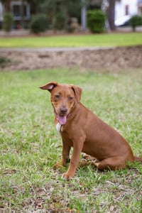 Hank - Photo 6