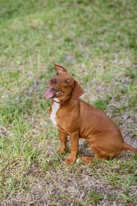 Hank - Photo 7