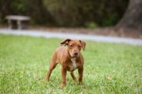 Hank - Photo 2