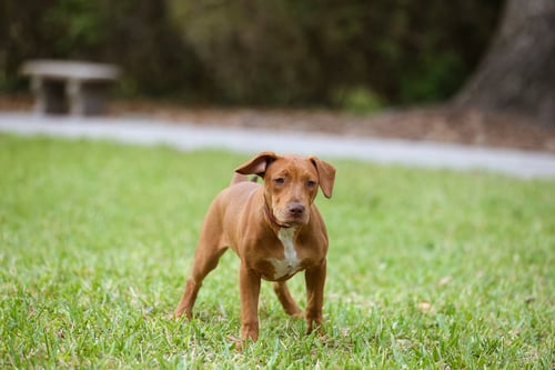 HANK - Unknown available for adoption