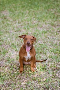 Hank - Photo 5
