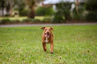 Hank - Photo 4