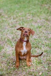 Hank - Photo 1