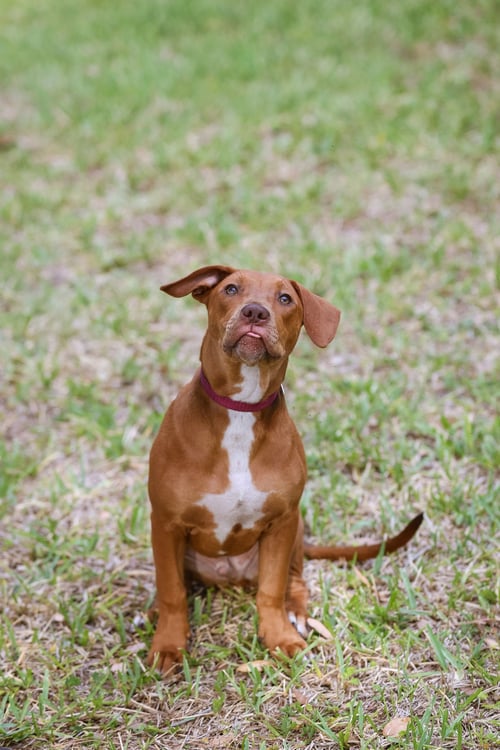HANK - Unknown for adoption in Gainesville