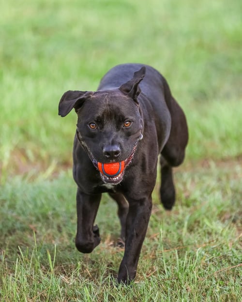 PLATO - Unknown for adoption in Gainesville