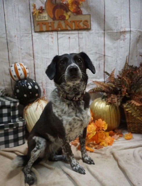 ZIGGY - Australian Cattle Dog/Blue Heeler / Border Collie available for adoption