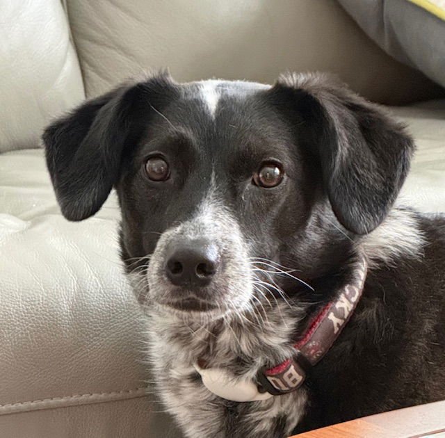 ZIGGY - Australian Cattle Dog/Blue Heeler / Border Collie available for adoption