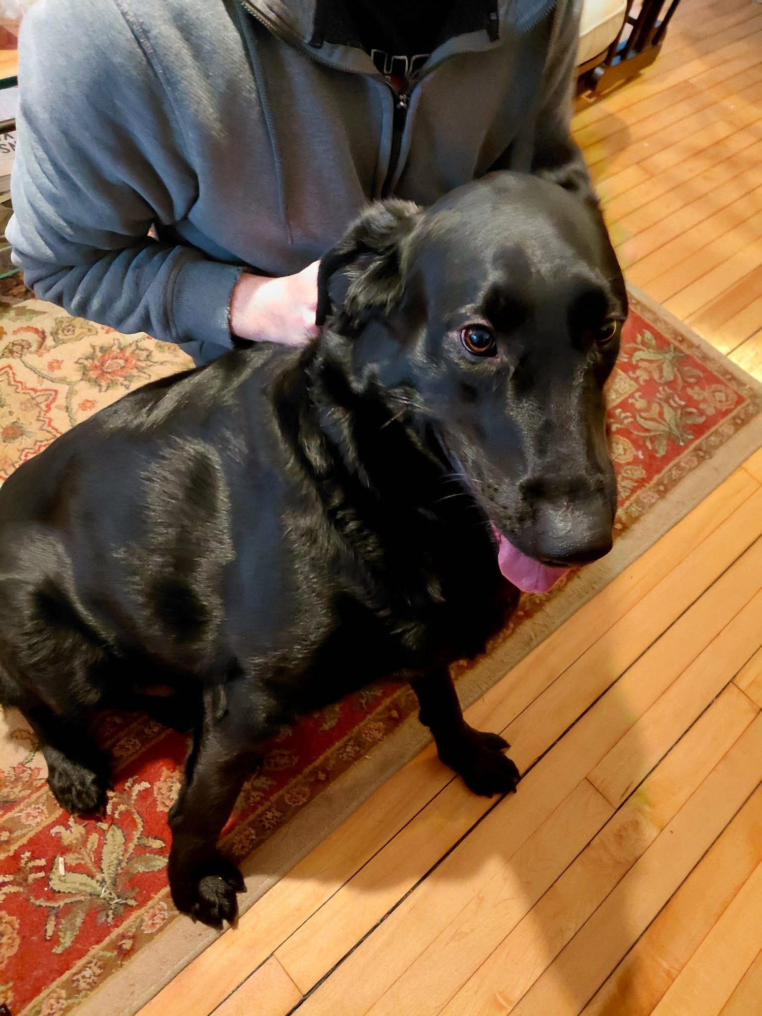 BUDDY *FOSTER HOME NEEDED* - Labrador Retriever / Shepherd available for adoption