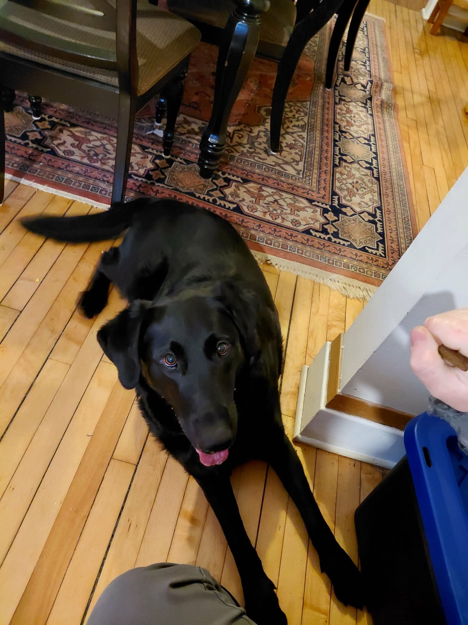 Buddy *FOSTER HOME NEEDED* - Photo 3