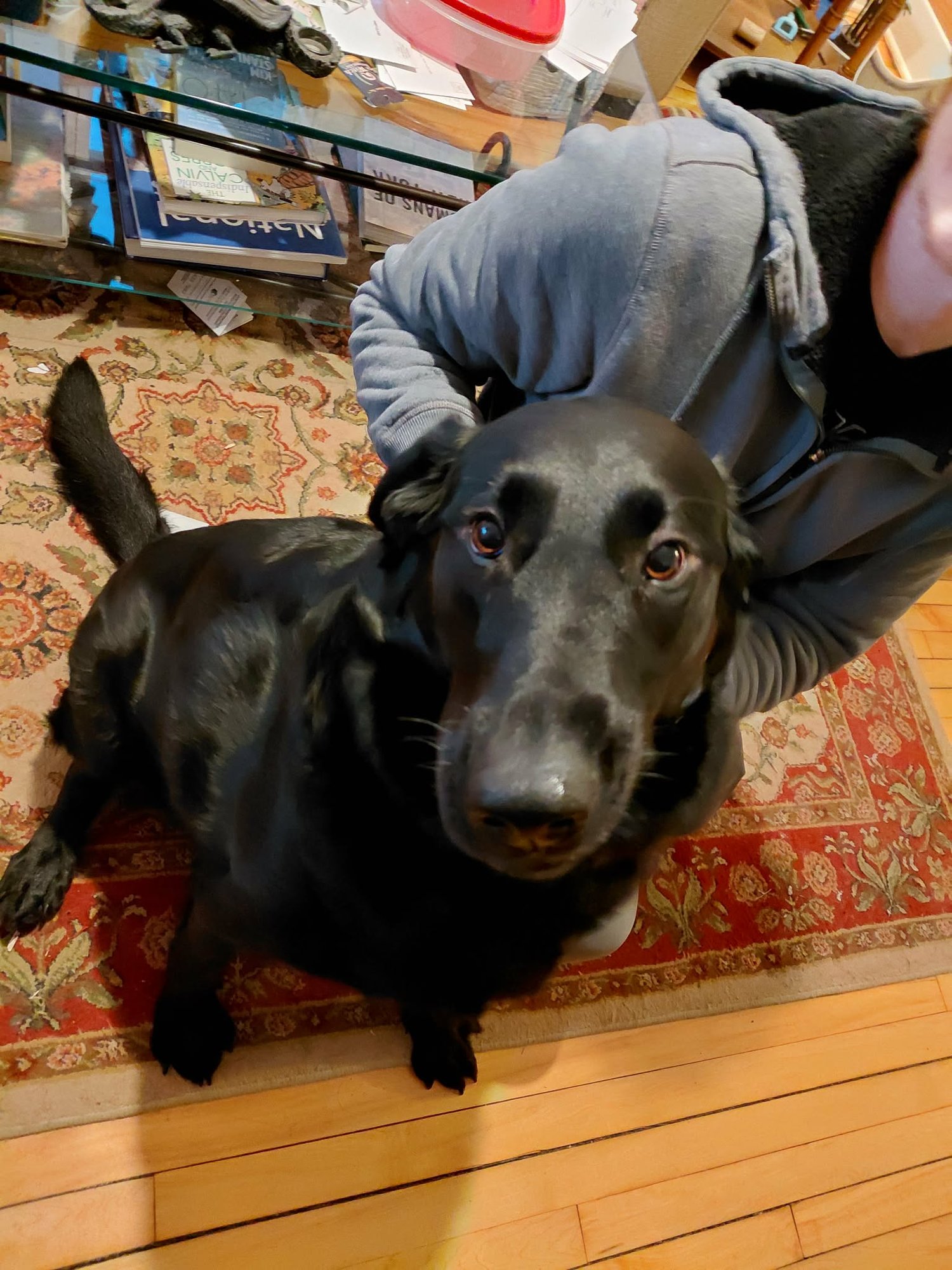 Buddy *FOSTER HOME NEEDED* - Photo 4