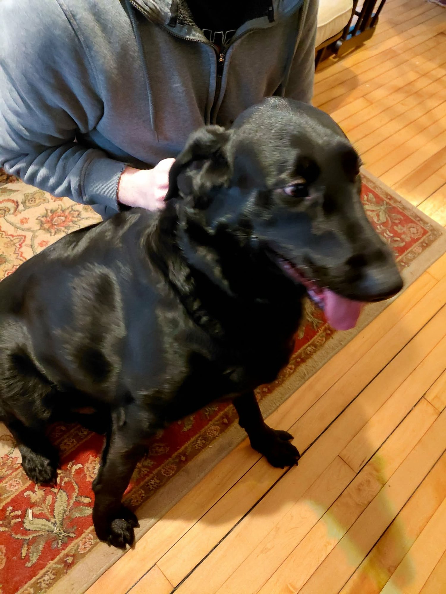 Buddy *FOSTER HOME NEEDED* - Photo 5