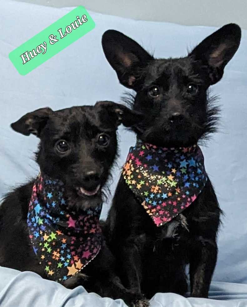 HUEY & LOUIE - Terrier / Chihuahua available for adoption