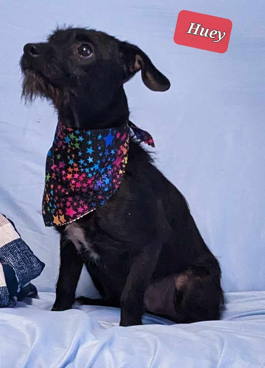 Huey & Louie - Photo 6