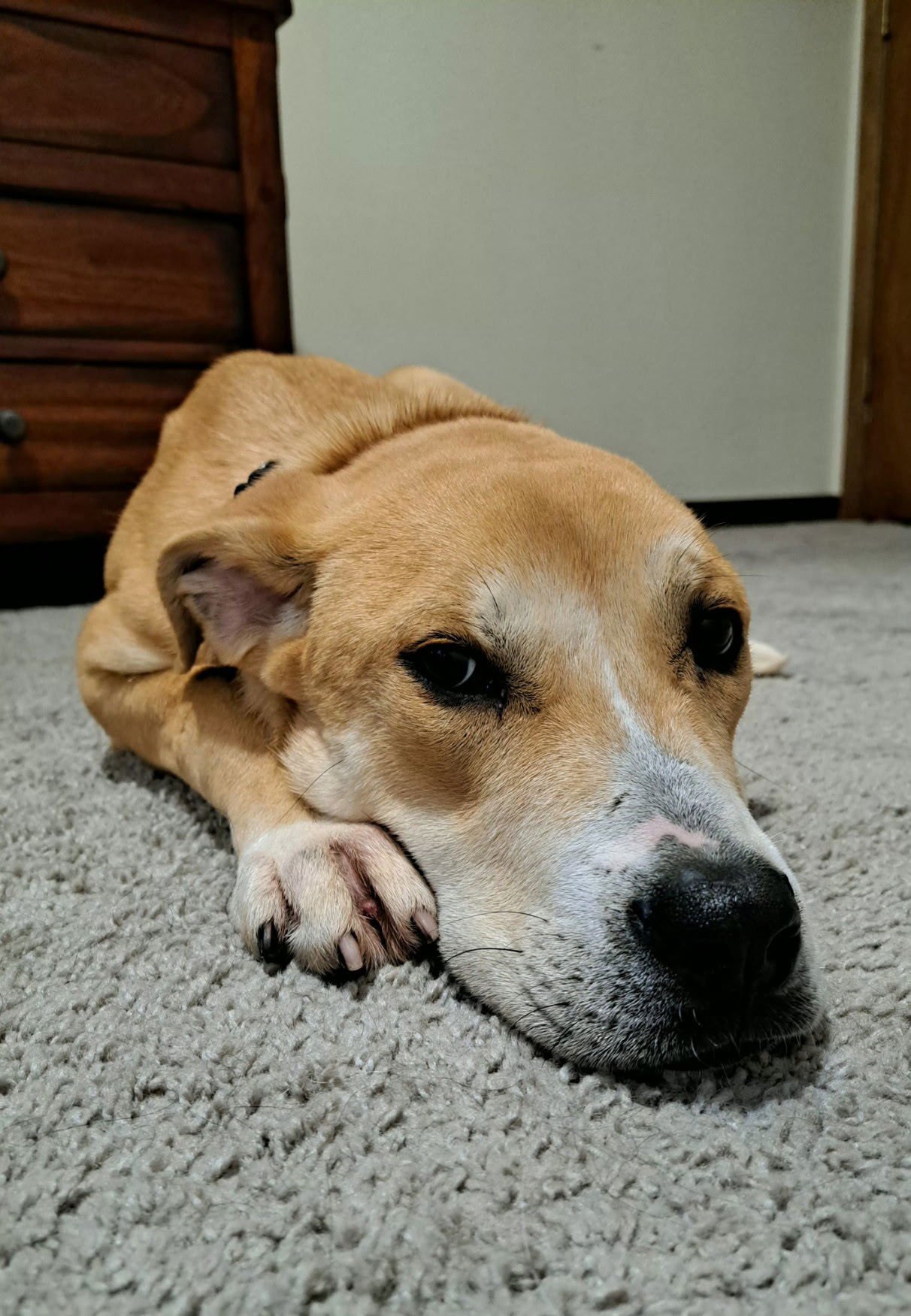 HADDIE - Labrador Retriever / Hound available for adoption