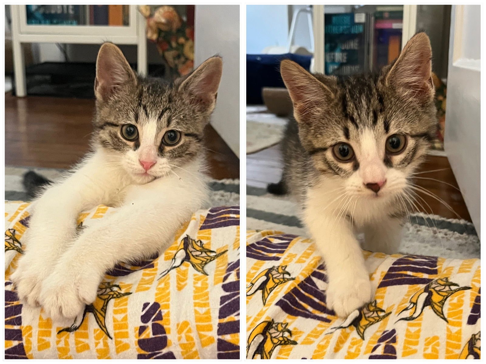 BARNACLE & TURTLE - Domestic Short Hair available for adoption