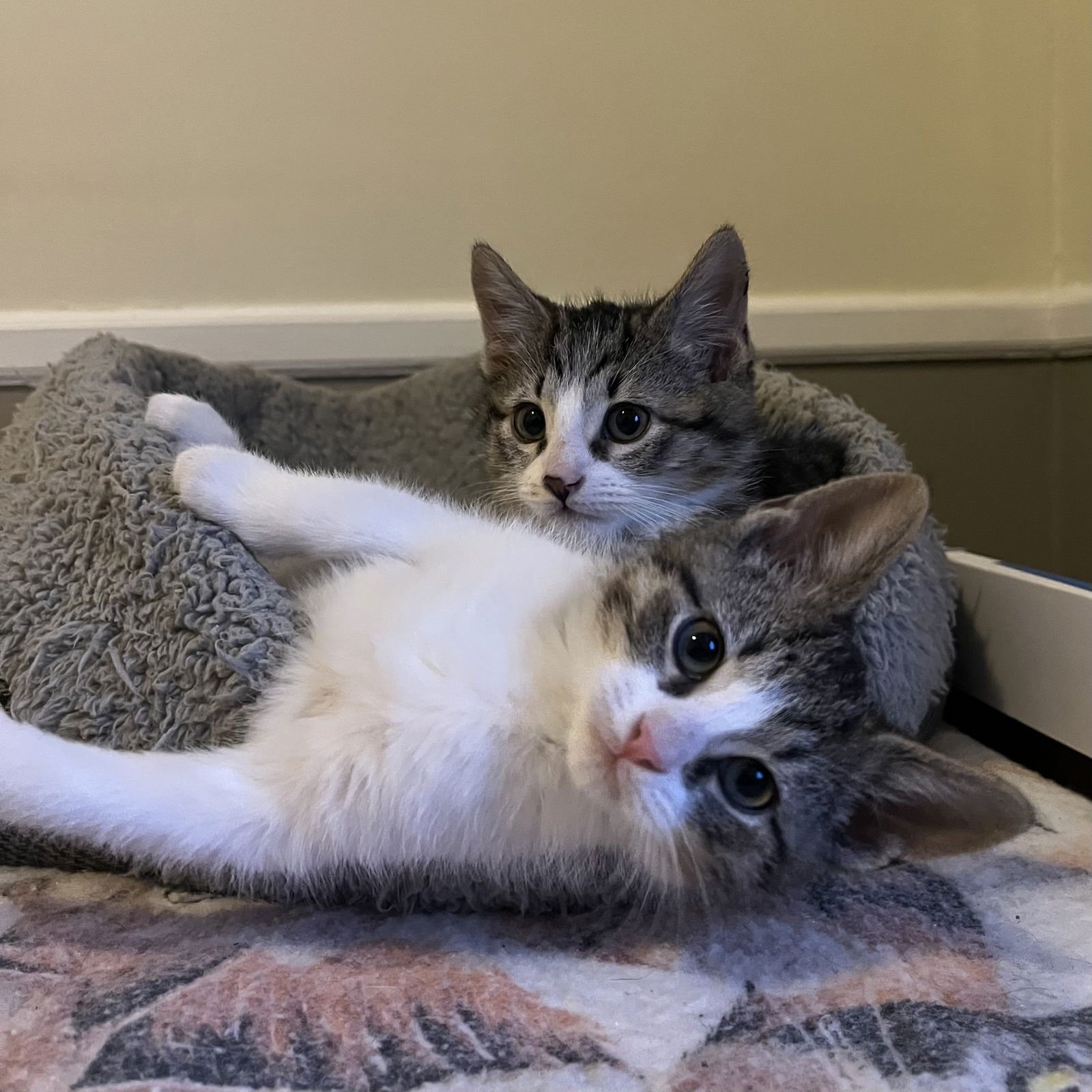 BARNACLE & TURTLE - Domestic Short Hair available for adoption