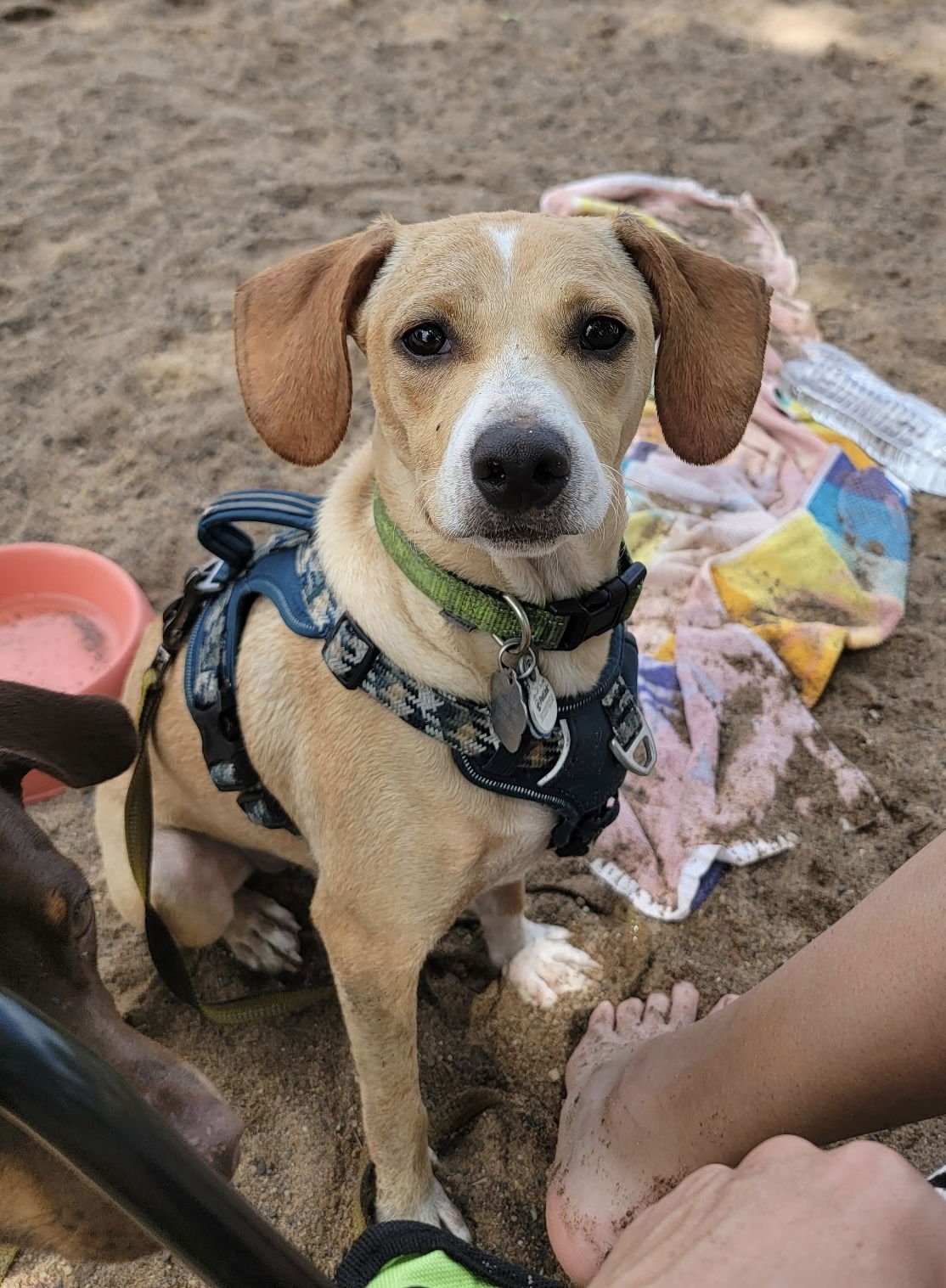 Everything Bagel - Photo 6