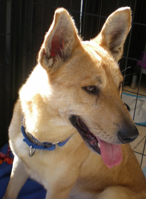 BUGSY - Carolina Dog available for adoption