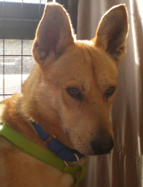BUGSY - Carolina Dog available for adoption