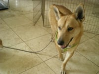 BUGSY - Photo 3