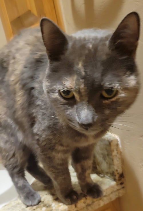 TASHA - Dilute Tortoiseshell for adoption in Tucson