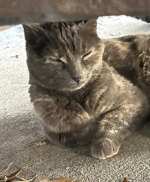 TASHA - Dilute Tortoiseshell available for adoption