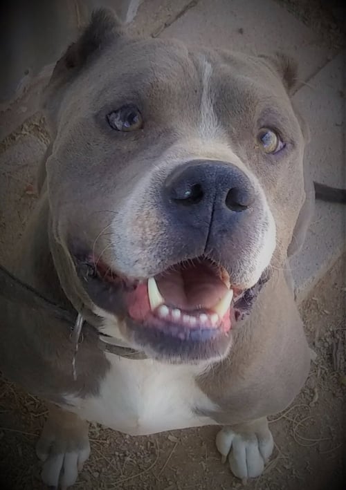 GEORGE - Pit Bull Terrier available for adoption