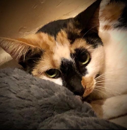 MEECHA - Calico / Domestic Short Hair for adoption in Tucson