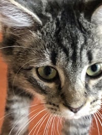 TIGER - Photo 4