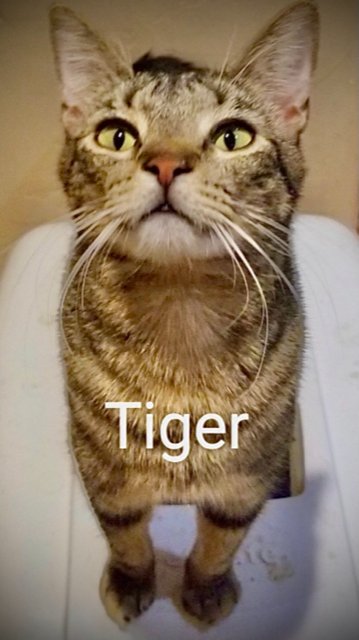 TIGER Image