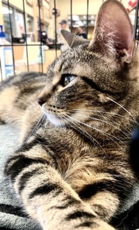 TIGER - Photo 2
