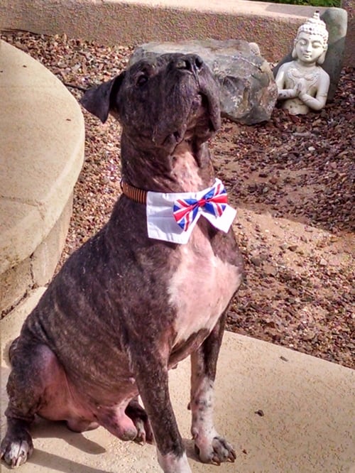 CHAMPION - American Bulldog / Shar Pei available for adoption