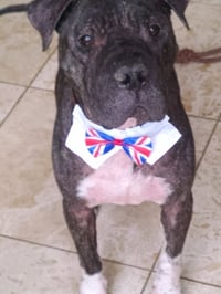 CHAMPION - Photo 3