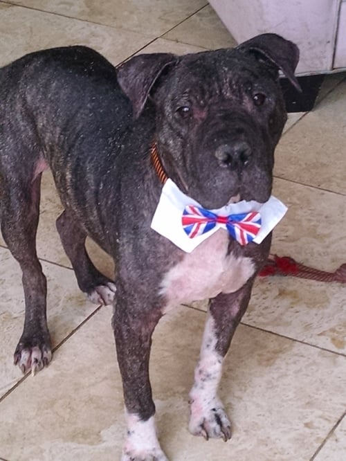 CHAMPION - American Bulldog / Shar Pei available for adoption